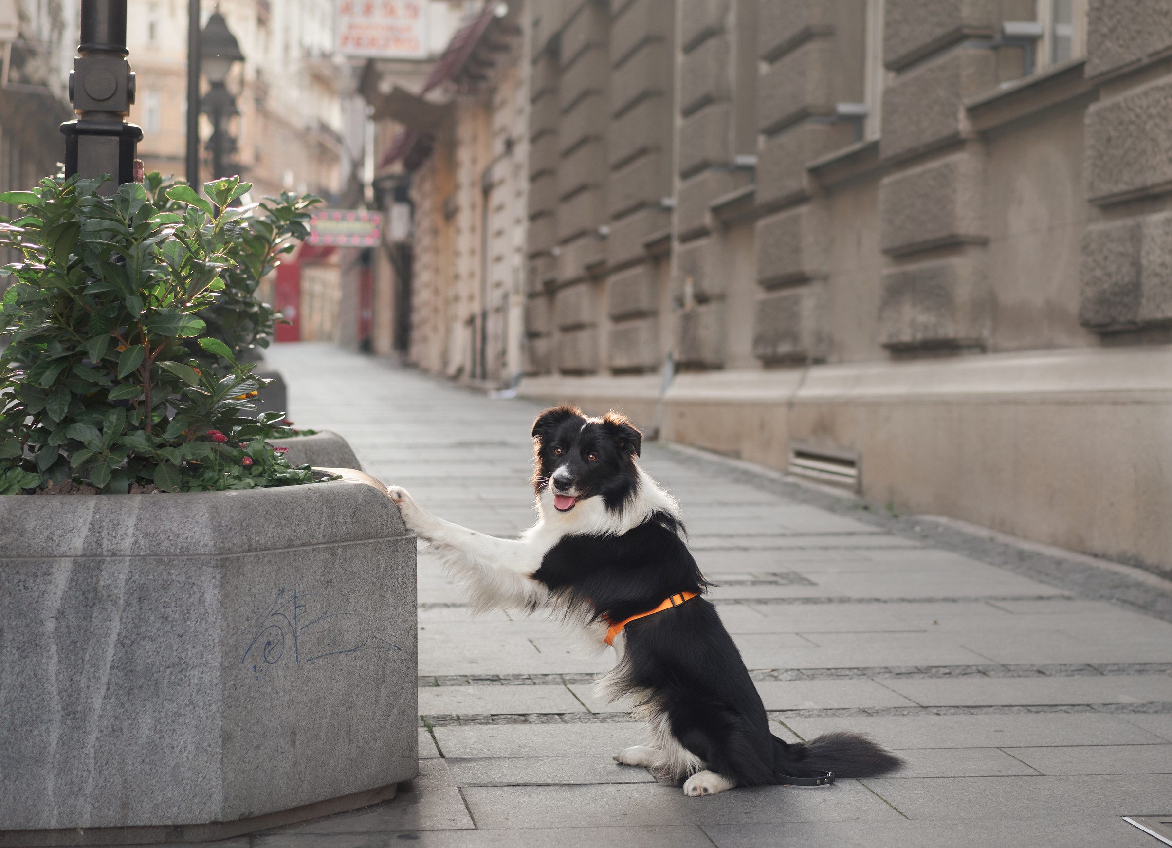 A border collie dog with an ESA letter in El Paso.
