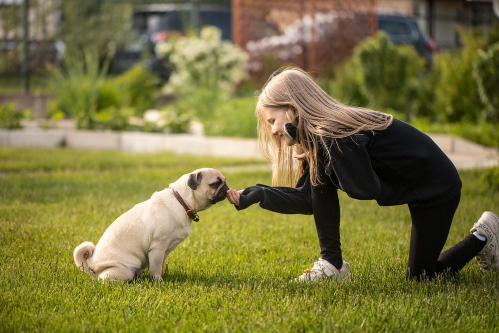 pug being trained