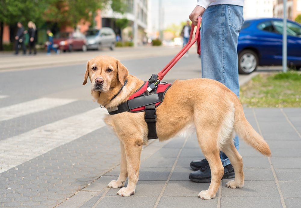 a service dog with its handler