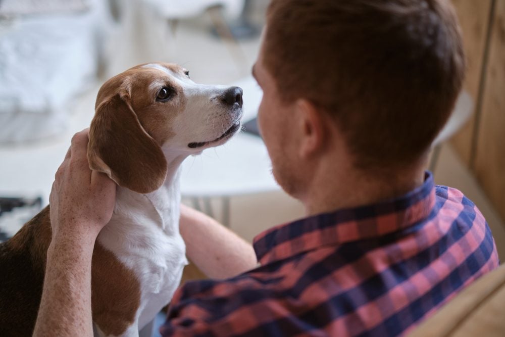 man holding beagle