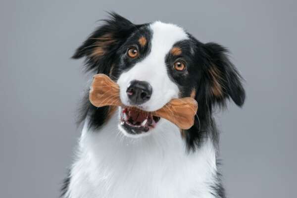 Australian shepherd