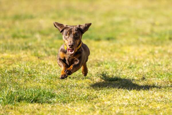 dachshund running