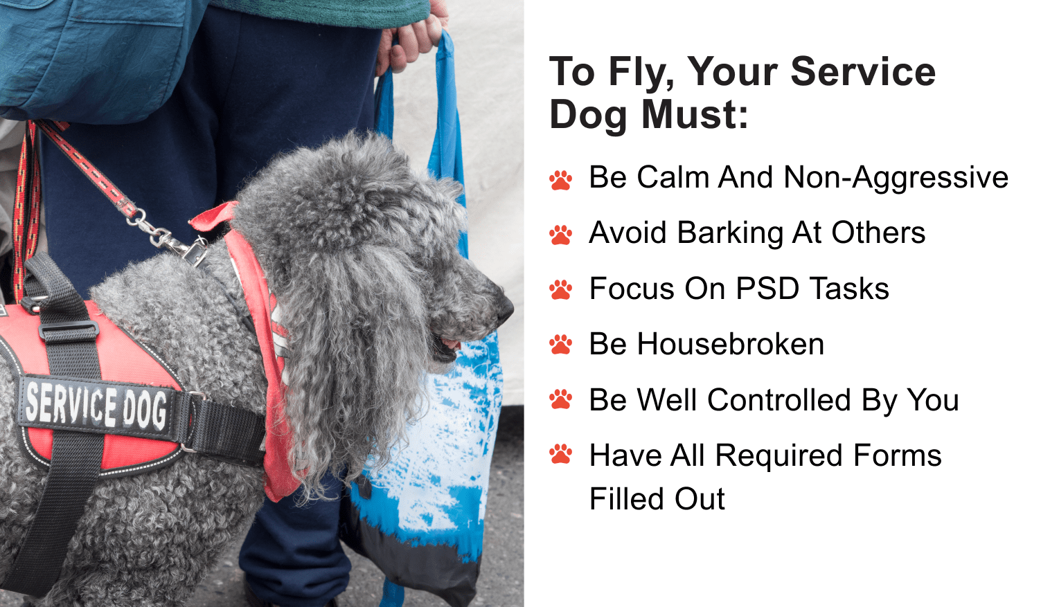 Service Dog Flight Requirements