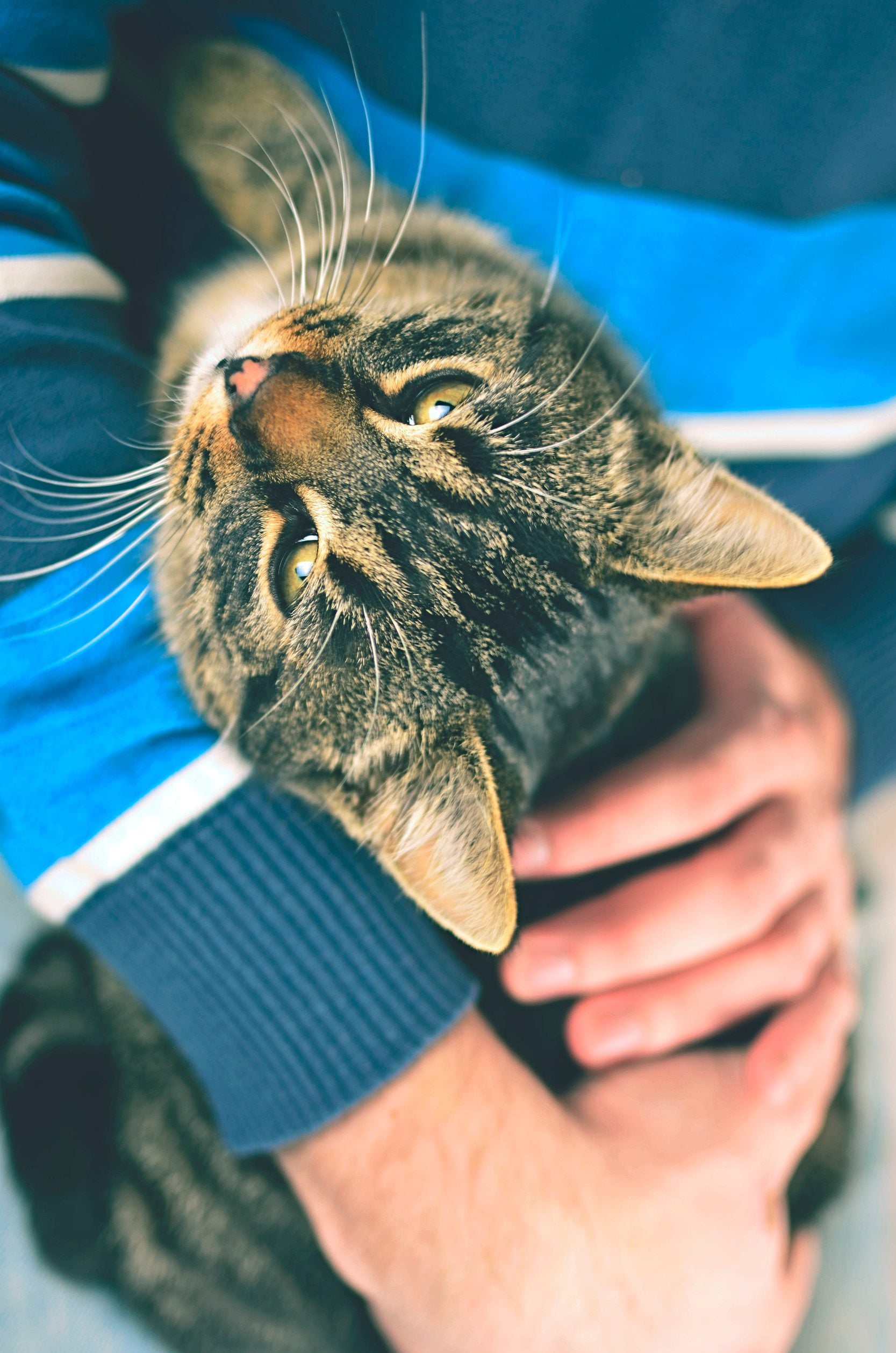 A man holding his cat in an apartment after learning how to get an ESA letter in Bakersfield, CA.