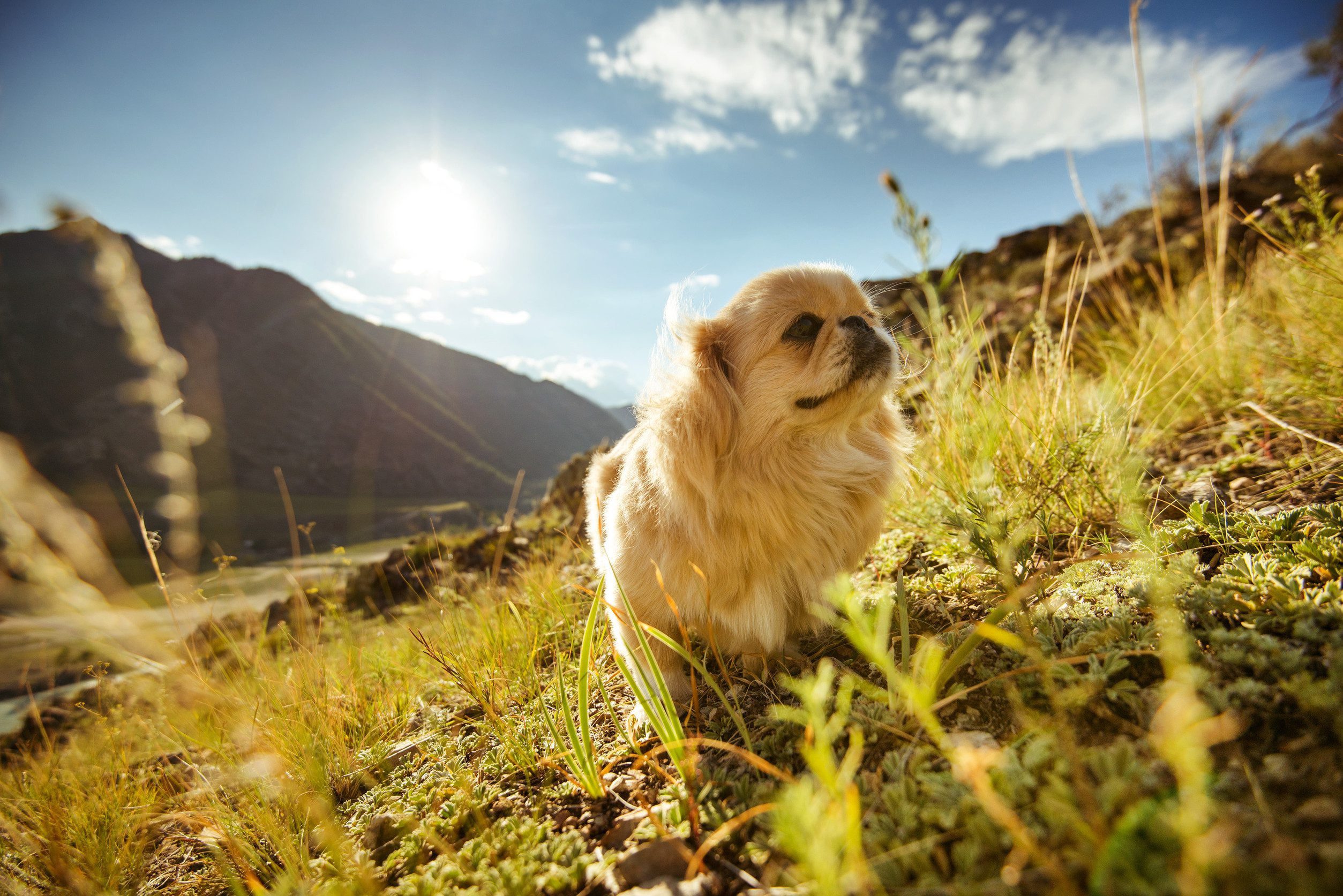A Pekingese walking on a green meadow in the mountains.