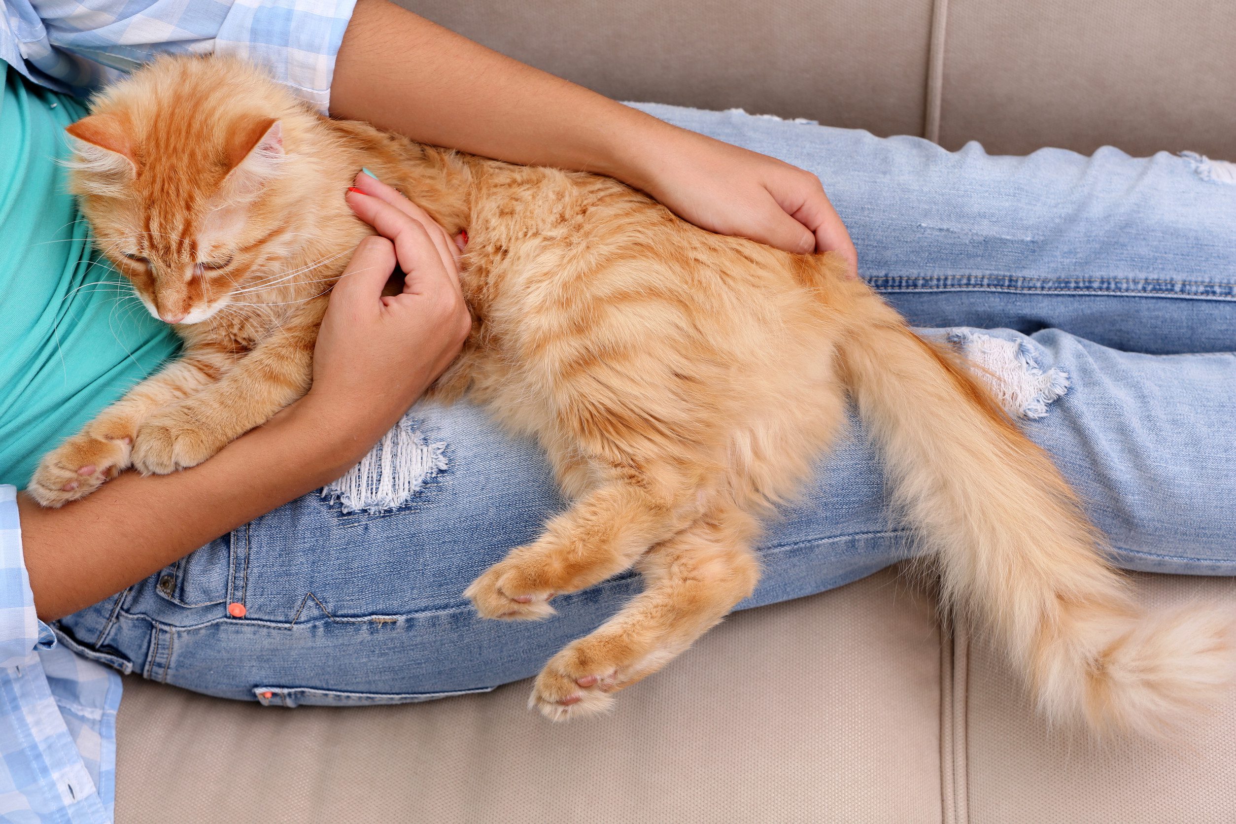 A woman relaxing on a couch with her emotional support animal lying comfortably on her lap in Colorado Springs, CO.