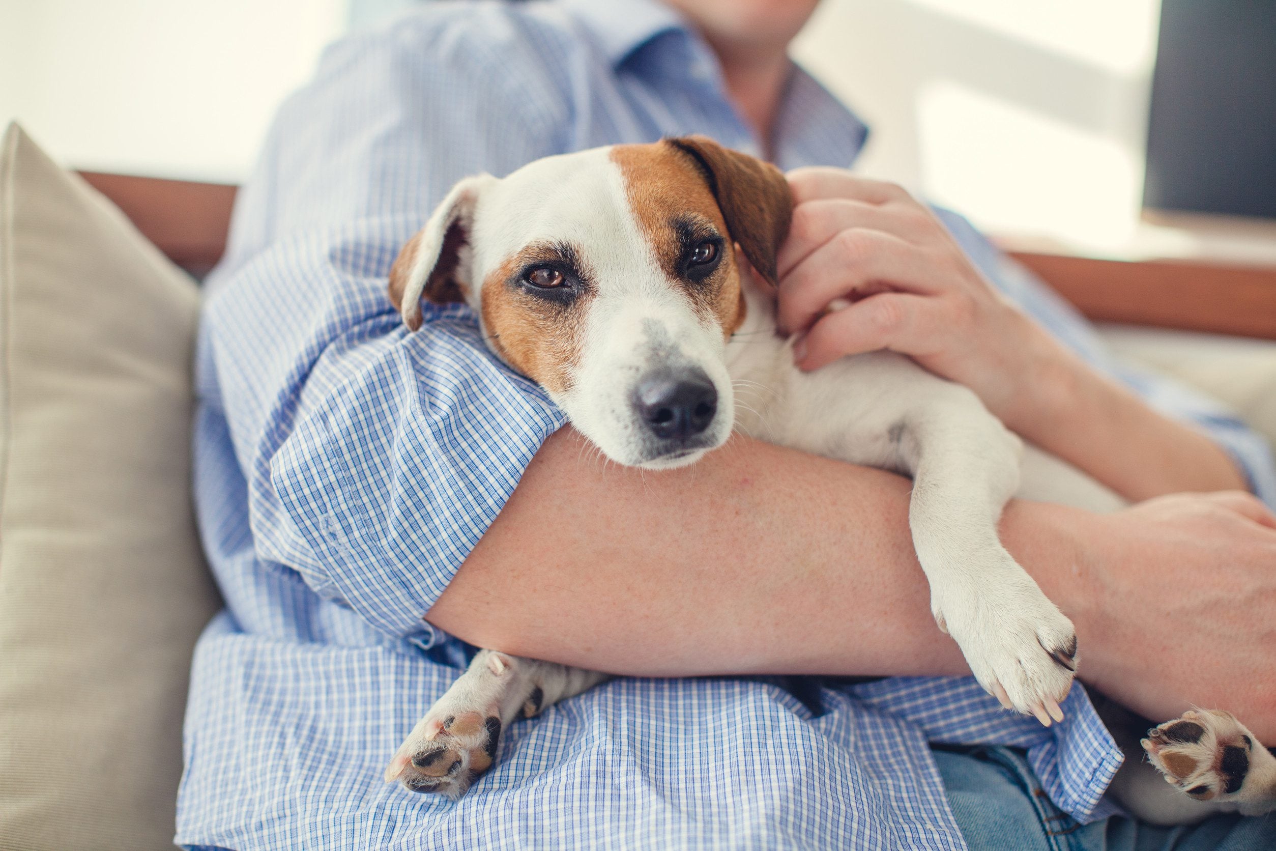 A close-up of a man on a couch holding an emotional support animal in his arms.