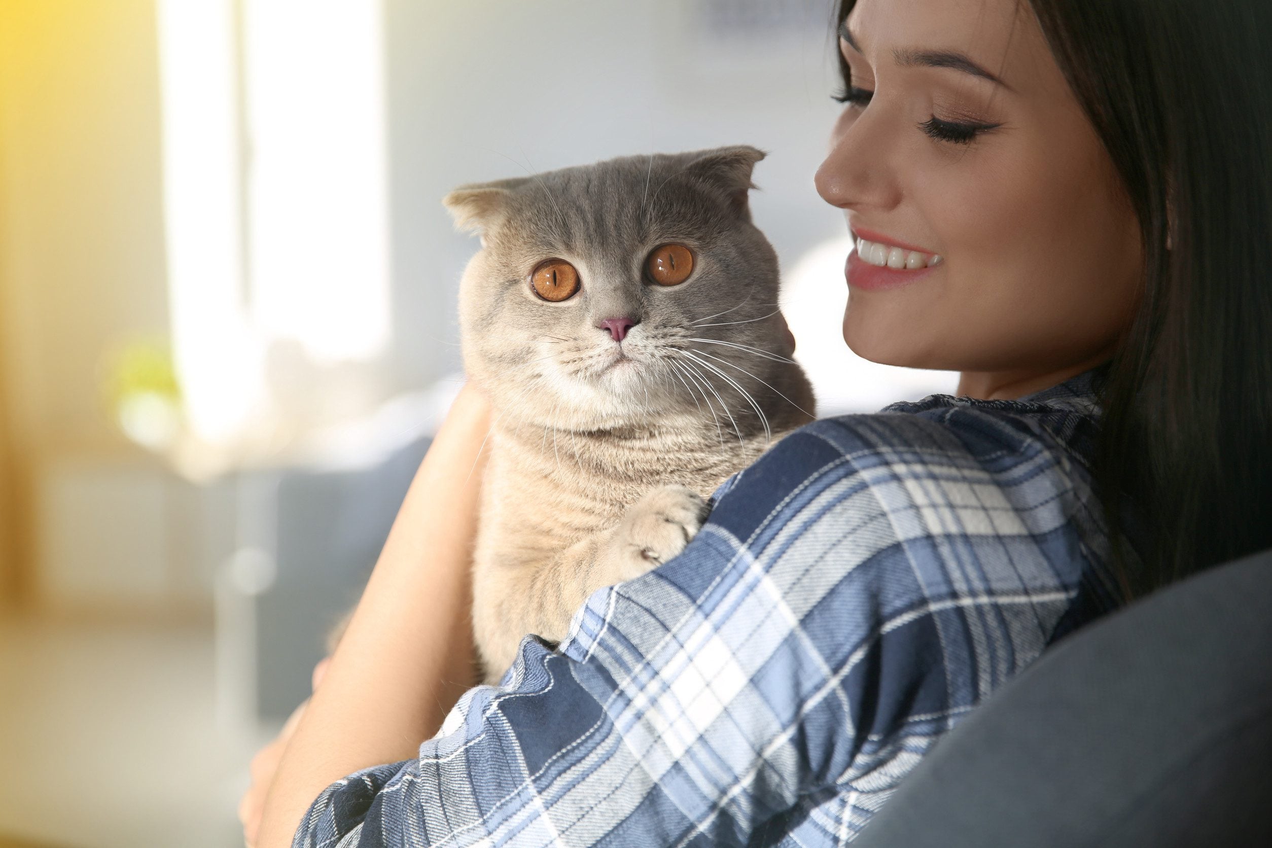 Emotional support animal on the shoulders of their owner.
