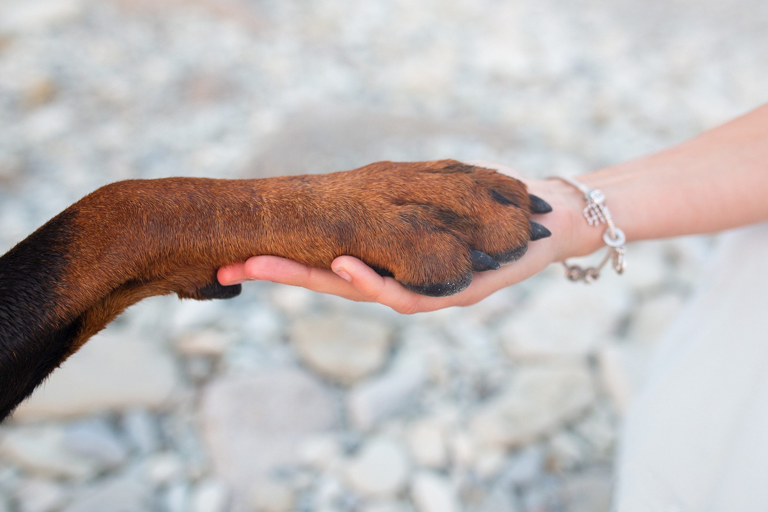 An owner in Baton Rouge holding their emotional support dog's paw.