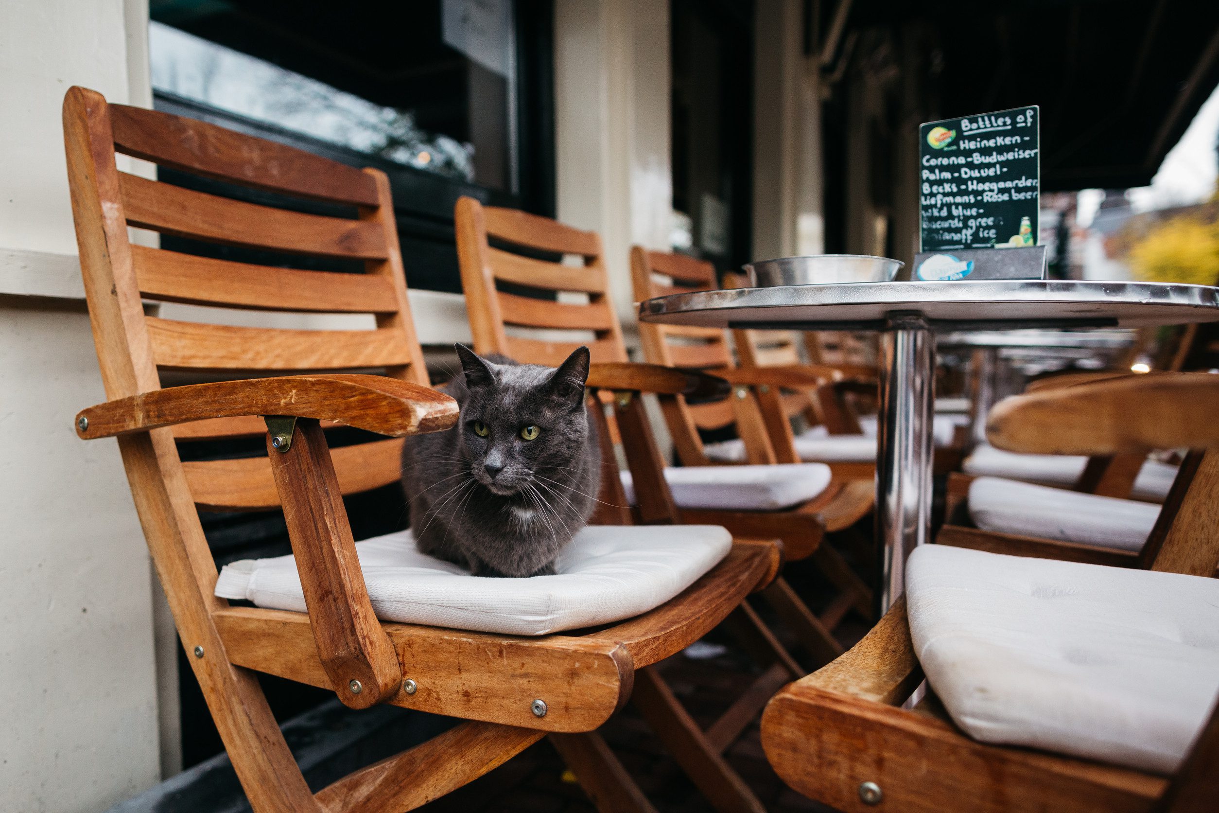 A cat sitting in the outdoor space of a Saint Paul restaurant that allows ESAs.