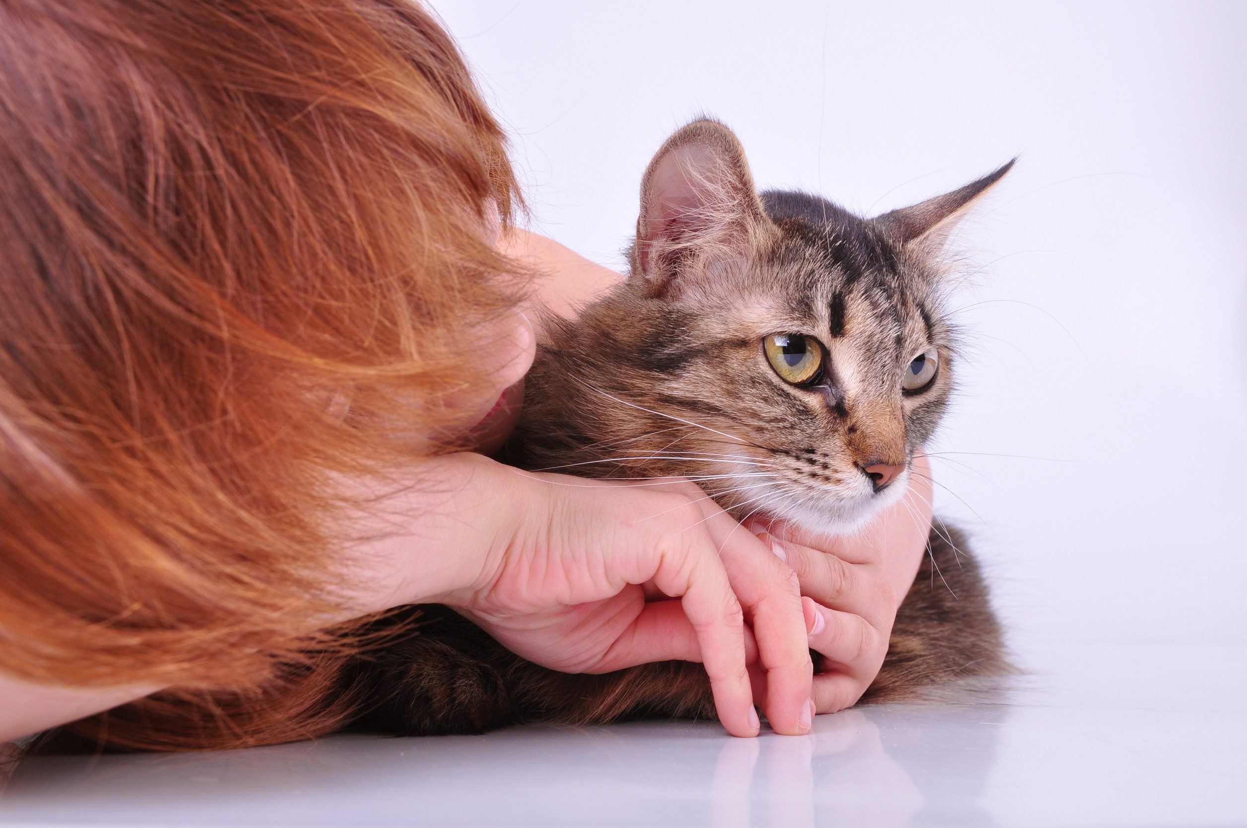 A young girl with orange hair petting her ESA in her apartment in Olathe, Kansas.