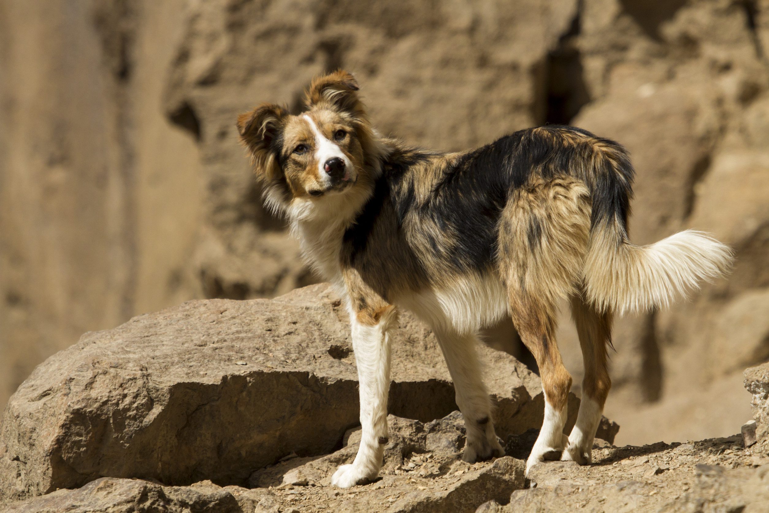 A brown and white dog exploring the Mojave Desert outside of Las Vegas.
