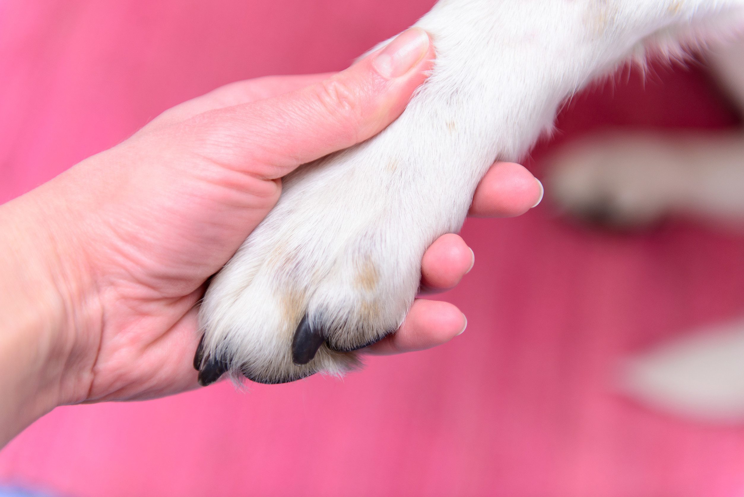 A person holding their dog's paw after getting an ESA letter in Saint Paul.