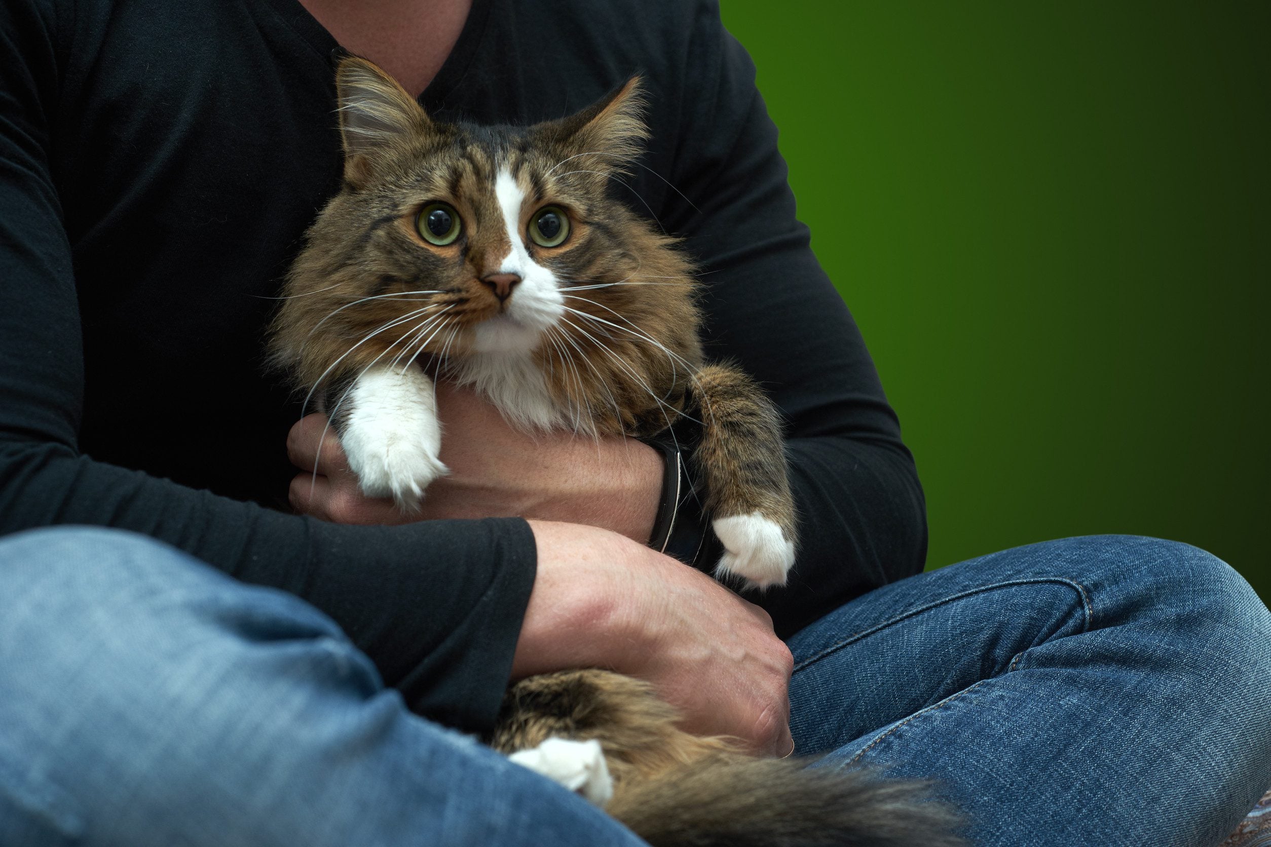 Emotional support animal in the arms of its owner.