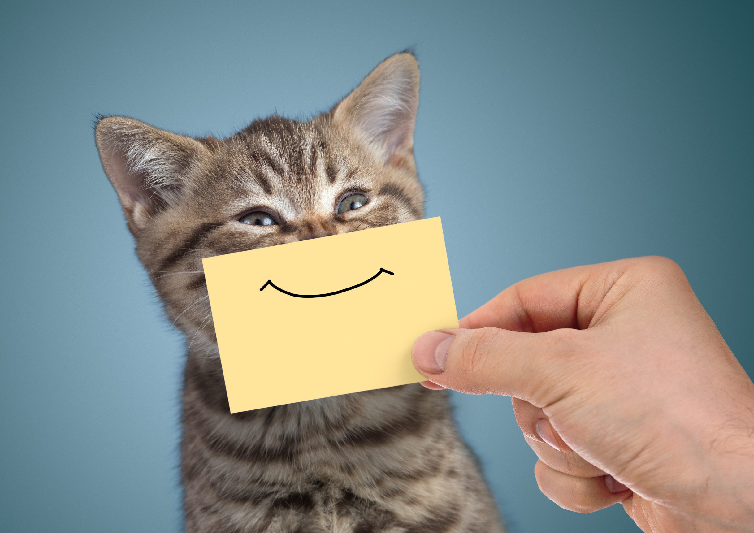 A cat sitting behind an ESA letter in New Orleans that has a smiley face on the envelope.