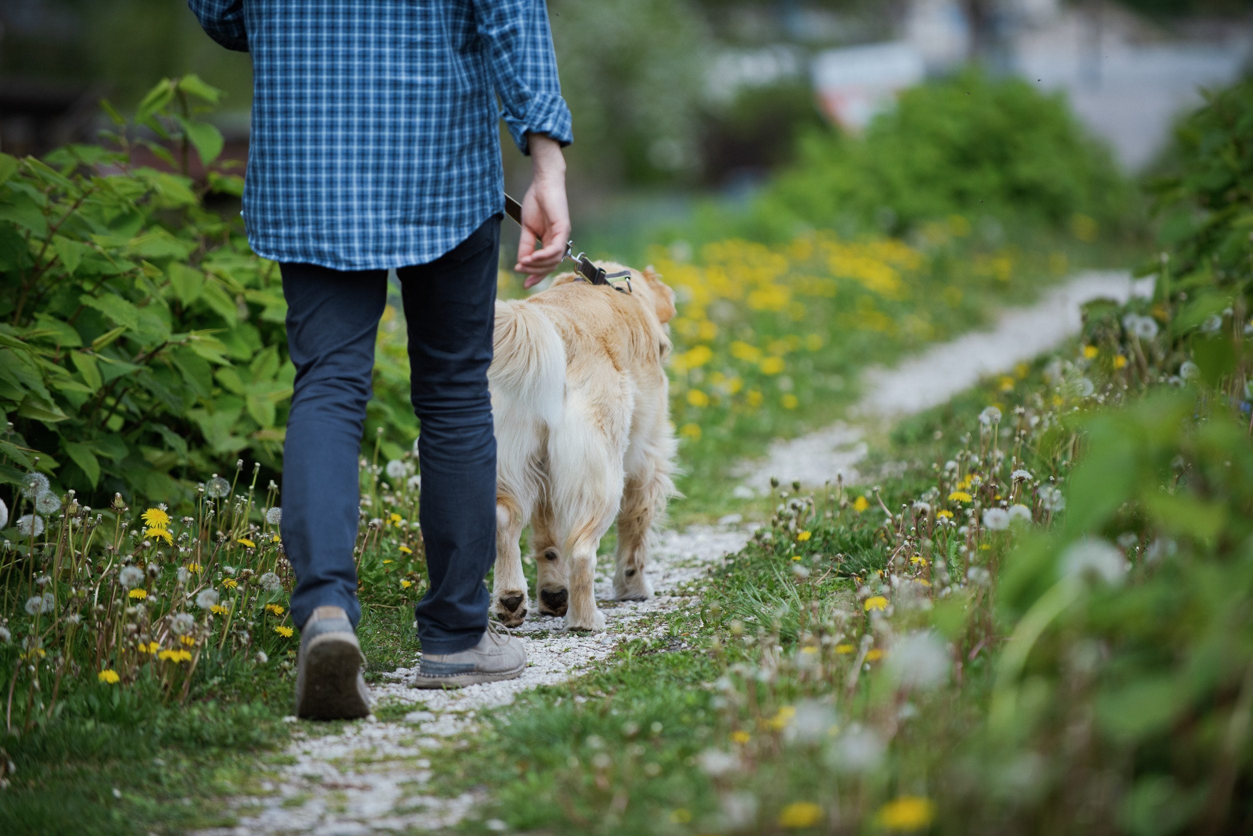 An owner walking their dog after getting an ESA letter in Rapid City