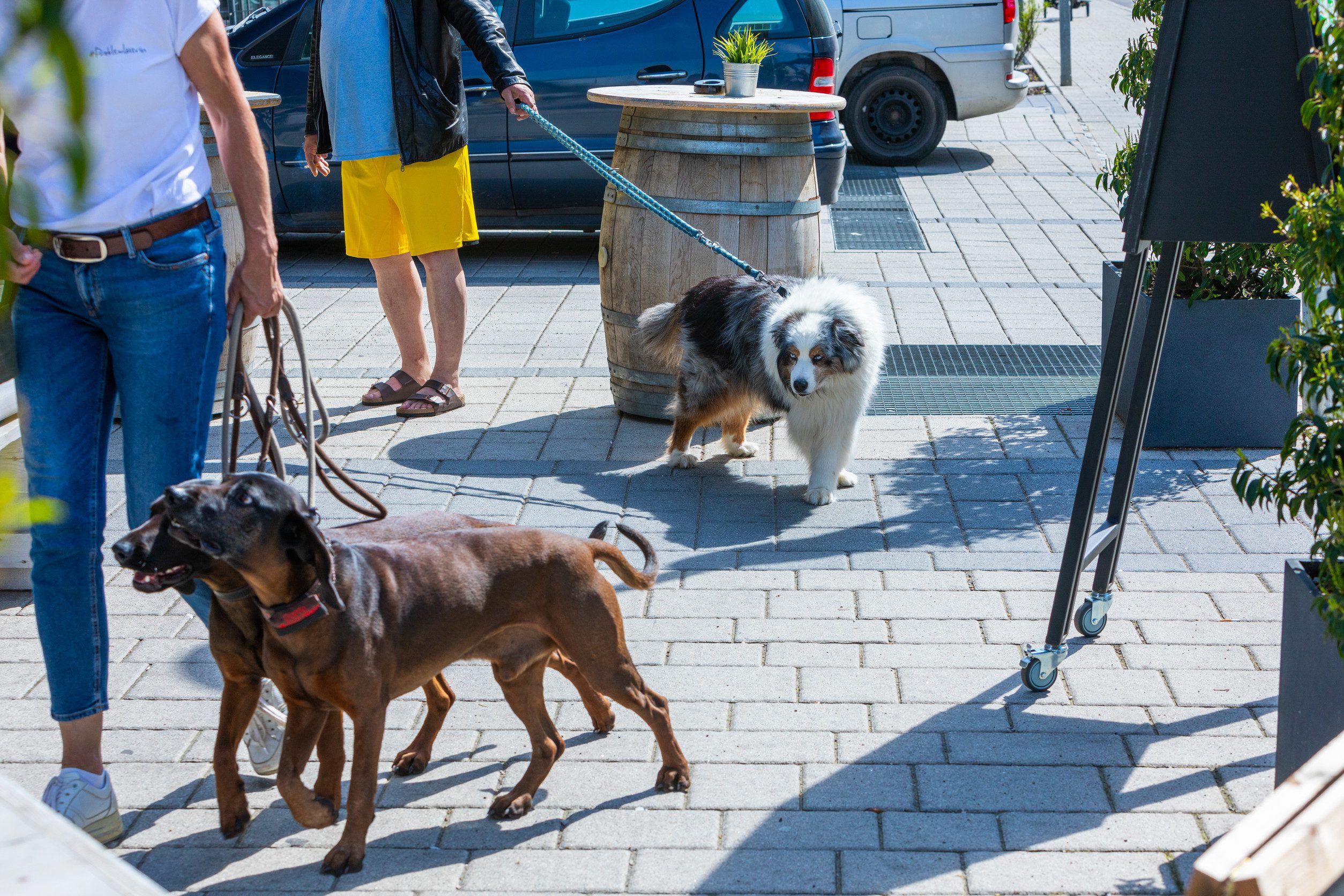 A group of dogs with an ESA letter entering public places in Casper.