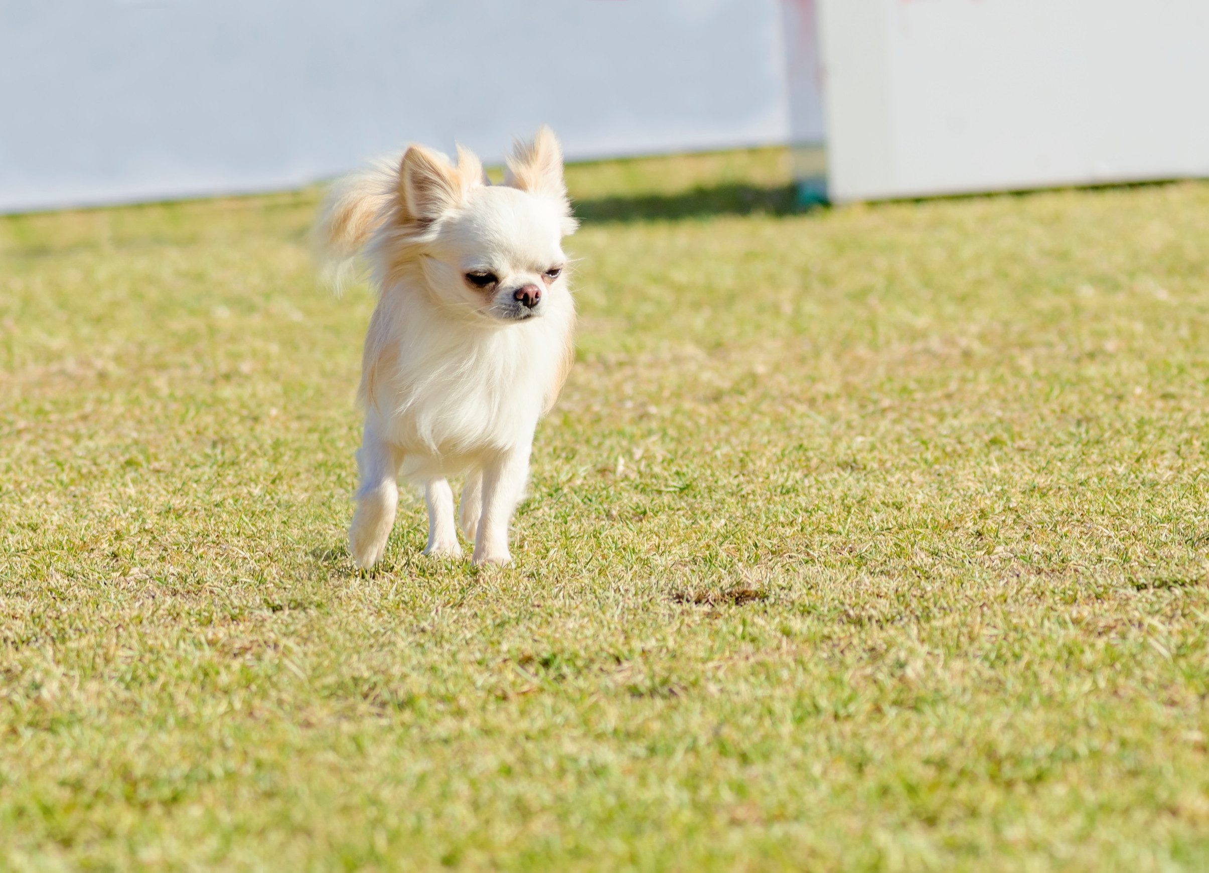 A small ESA dog Chihuahua at a dog park in Bellevue.