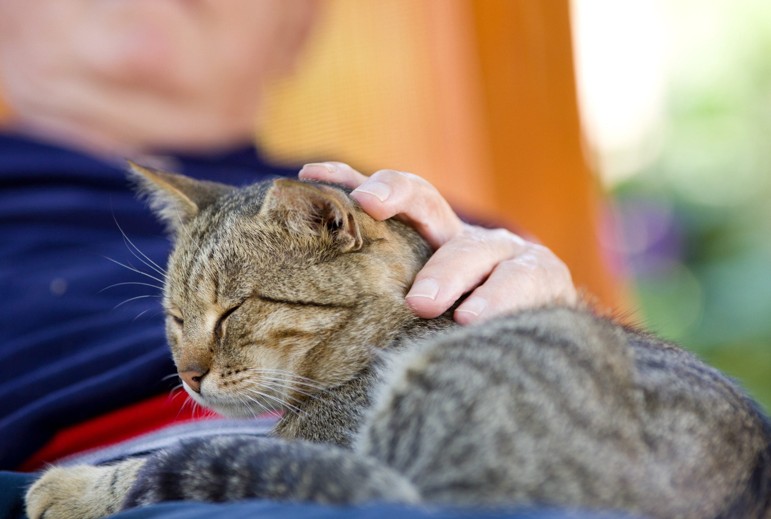 A man petting his emotional support cat after learning how to get an ESA letter in Cincinnati.