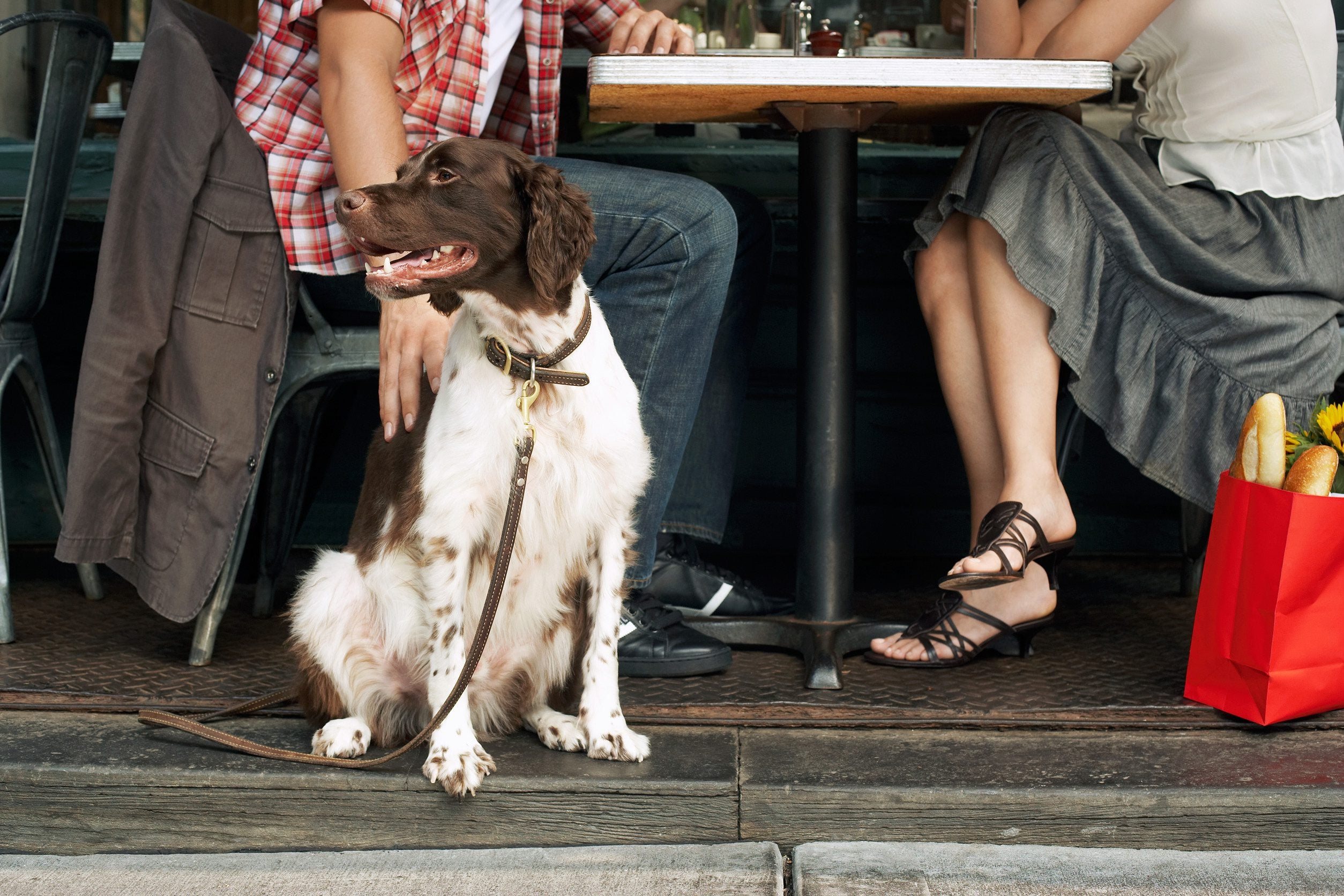 An emotional support animal sitting calmly at a café in Concord, NH.