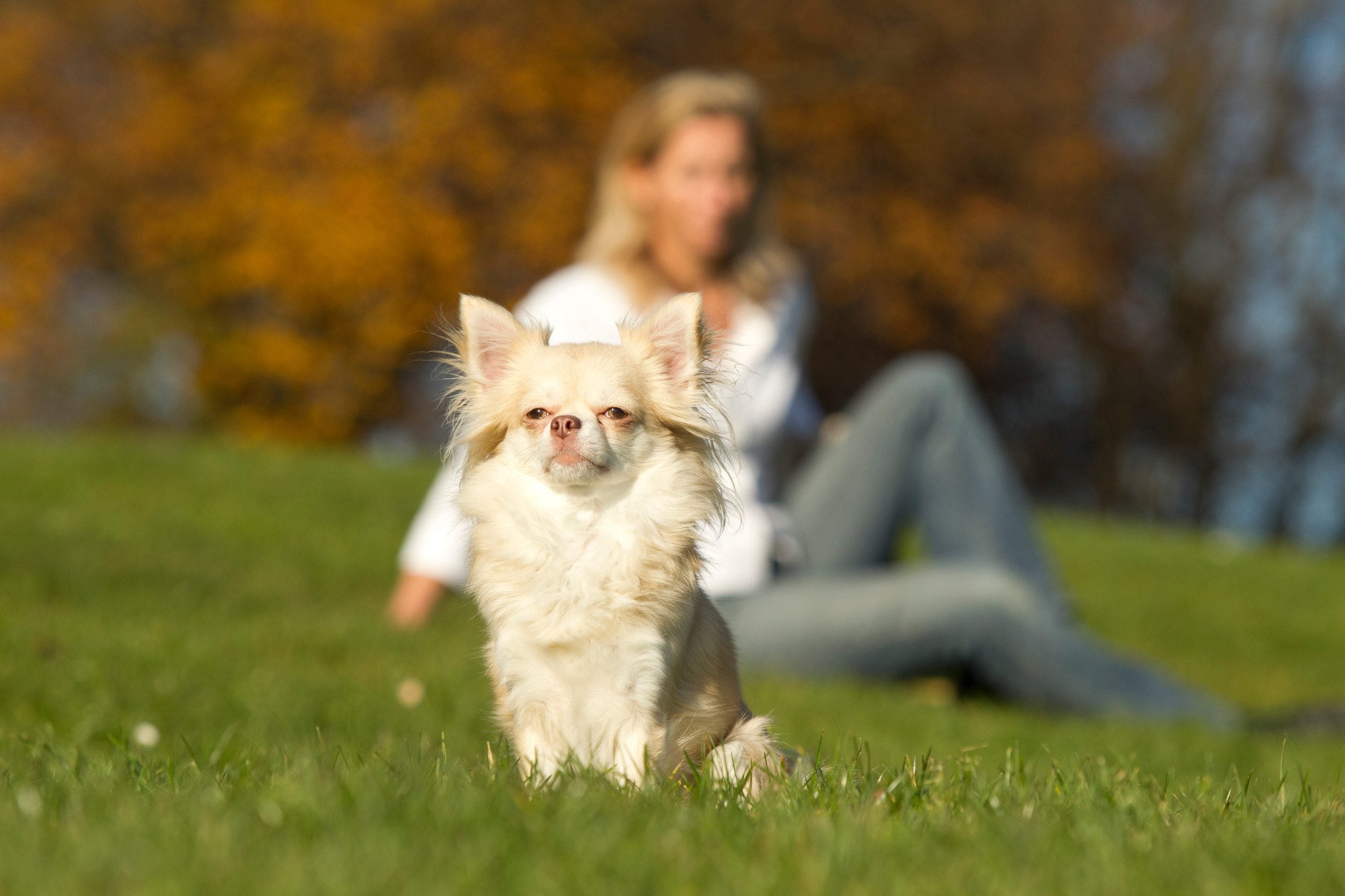 A small fluffy emotional support animal sitting proudly in a park in Toledo, OH.