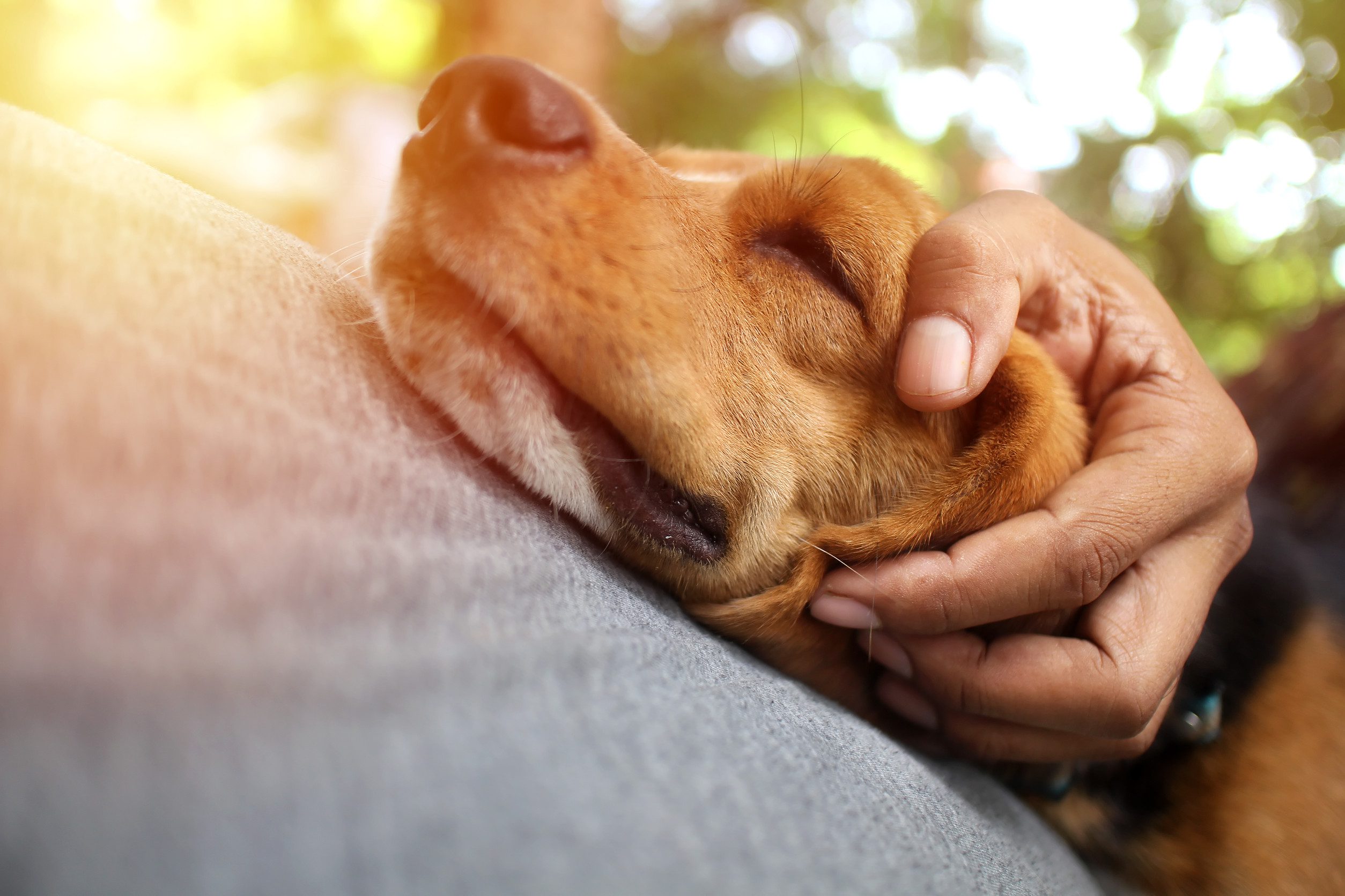 Emotional support animal getting pet by owner.