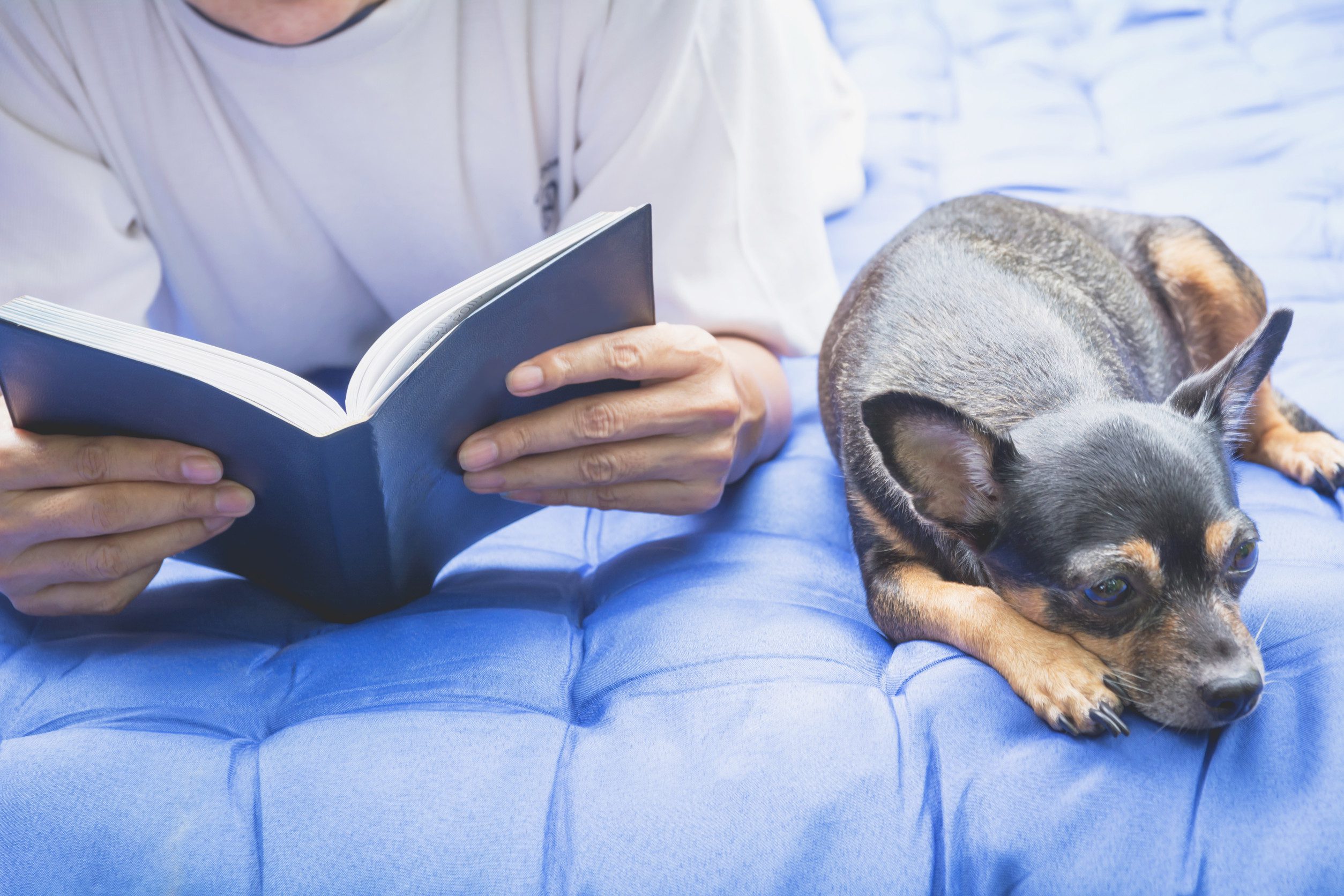 A Chihuahua resting while the owner is reading a book on how to get an ESA letter in Spokane.